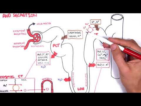 Nephrology - Physiology Reabsorption and Secretion